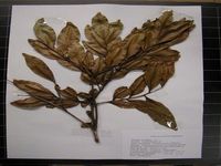 Herbarium sample